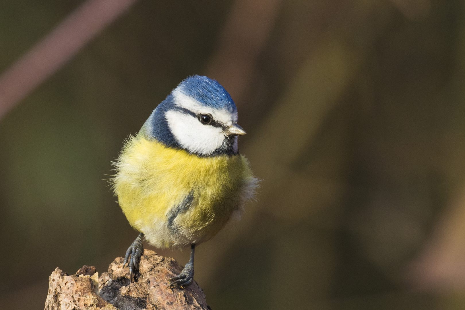 Blaumeise (Parus caeruleus)