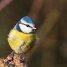 Blaumeise (Parus caeruleus)