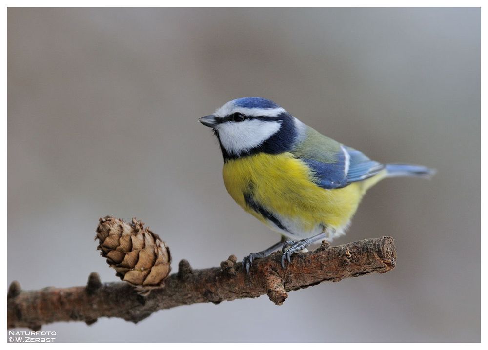 -- Blaumeise -- ( Parus caeruleus )