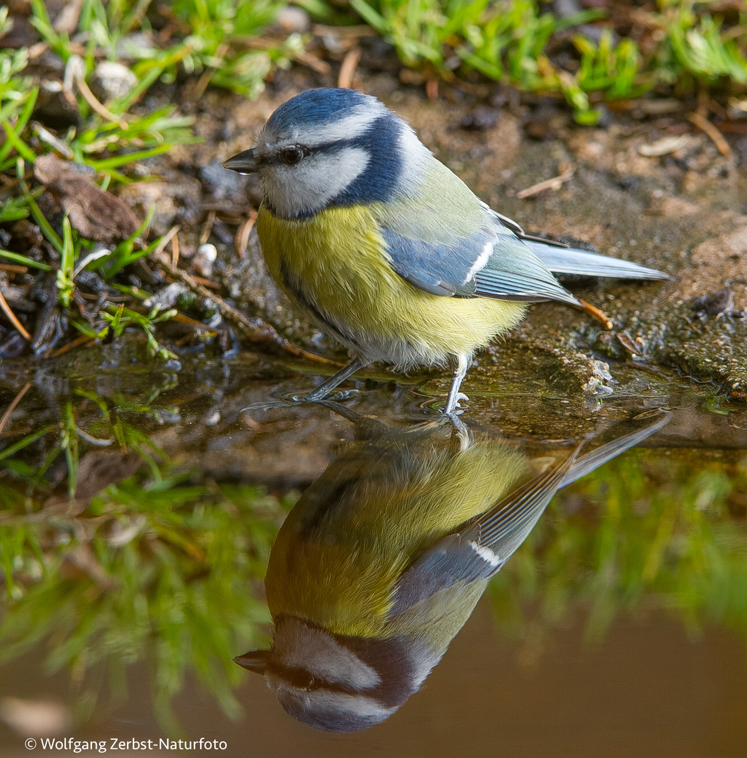 -- Blaumeise --   ( Parus caeruleus )