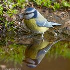 -- Blaumeise --   ( Parus caeruleus )