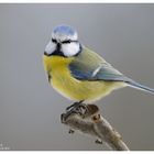 --- Blaumeise --- ( Parus caeruleus )