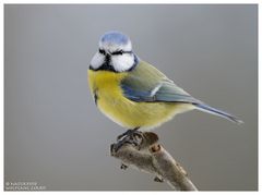 --- Blaumeise --- ( Parus caeruleus )