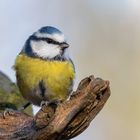 Blaumeise - Parus caeruleus