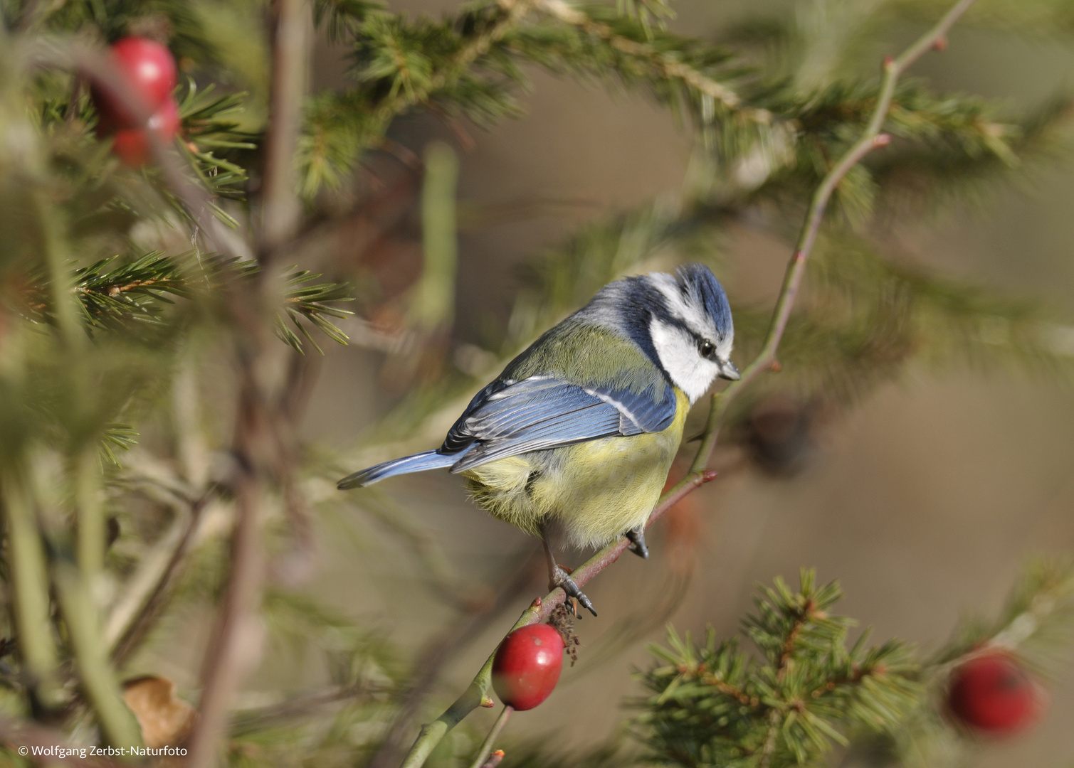 -- Blaumeise --  ( Parus caeruleus )