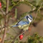 -- Blaumeise --  ( Parus caeruleus )