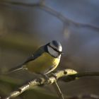 Blaumeise (Parus caeruleus)