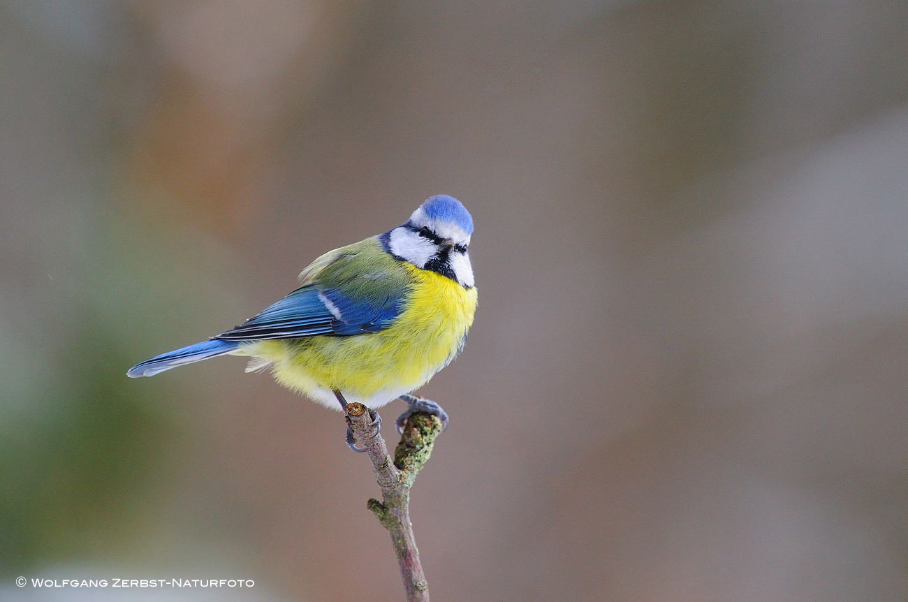 --- Blaumeise --- ( Parus caeruleus )