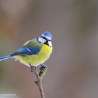 --- Blaumeise --- ( Parus caeruleus )