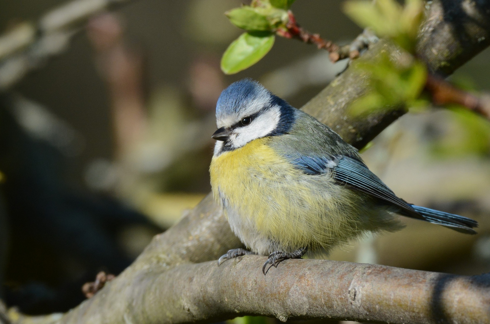 Blaumeise (Parus caeruleus)