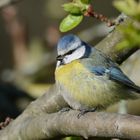 Blaumeise (Parus caeruleus)