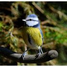 -- Blaumeise -- ( Parus caeruleus )