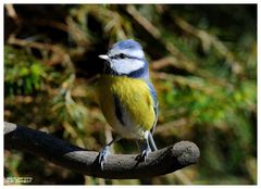 -- Blaumeise -- ( Parus caeruleus )