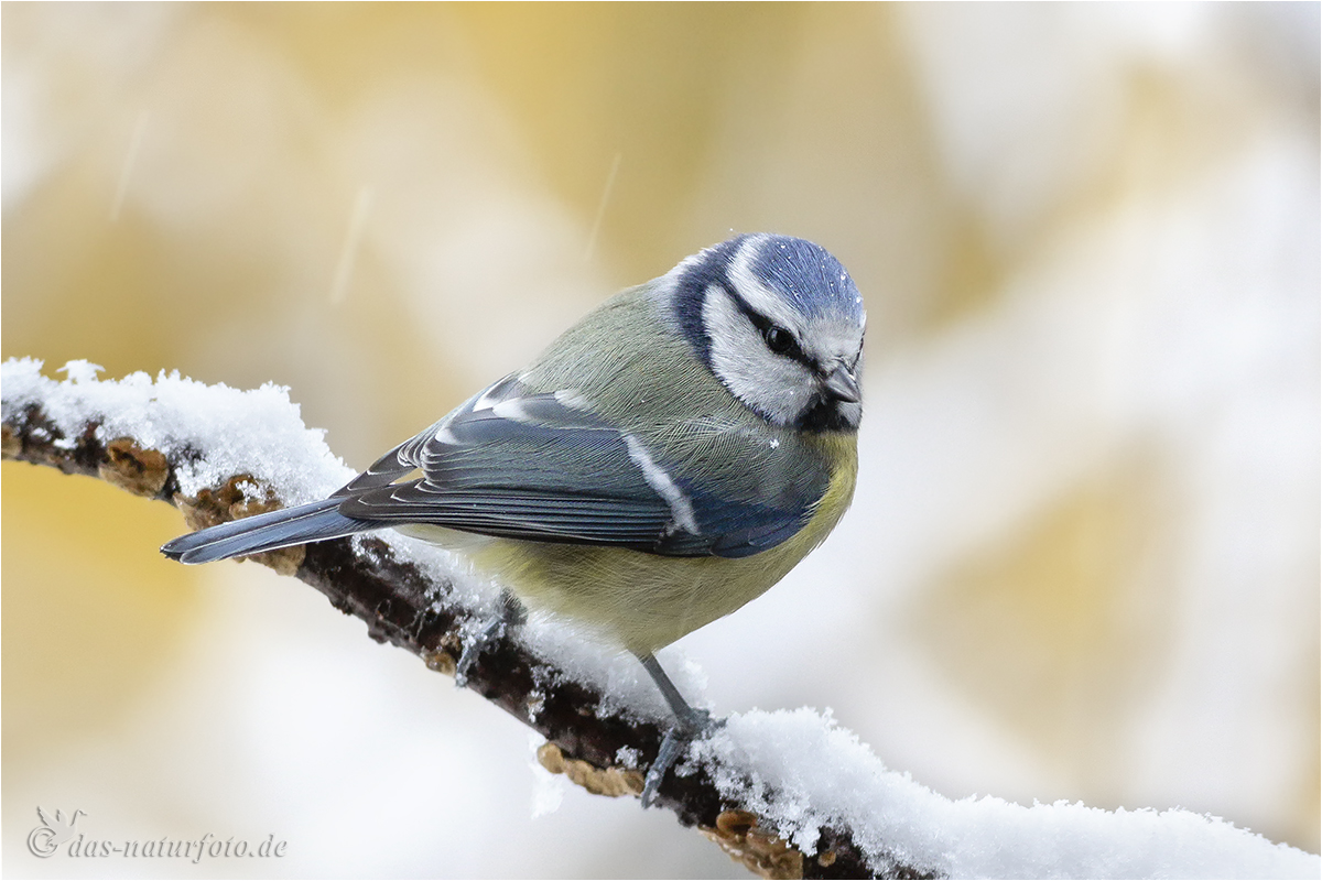 Blaumeise (Parus caeruleus) 