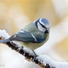 Blaumeise (Parus caeruleus) 