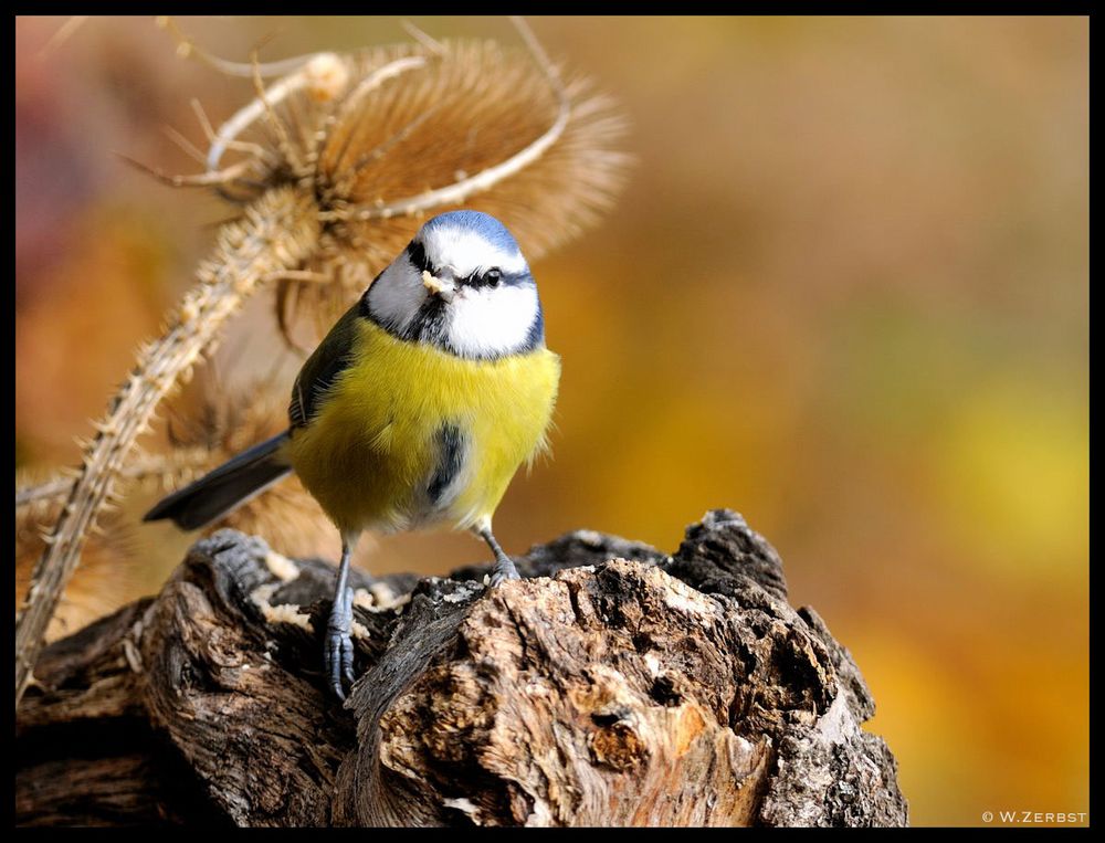 - Blaumeise - ( Parus caeruleus )