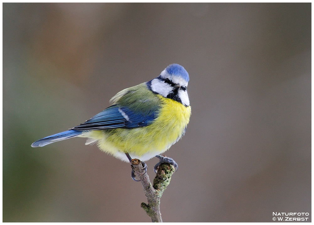 - Blaumeise - ( Parus caeruleus )