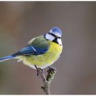 - Blaumeise - ( Parus caeruleus )