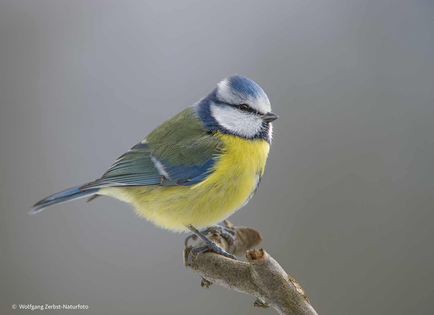 --- Blaumeise ---   ( Parus caeruleus )