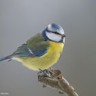 --- Blaumeise ---   ( Parus caeruleus )