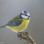 --- Blaumeise ---   ( Parus caeruleus )