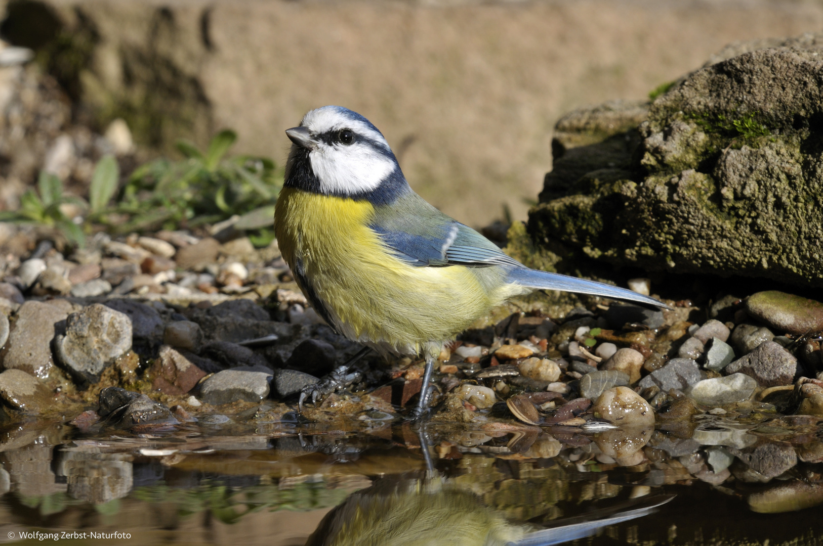  - BLAUMEISE -  ( Parus  caeruleus )