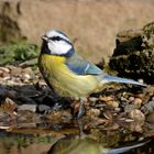  - BLAUMEISE -  ( Parus  caeruleus )