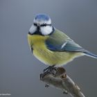 --- Blaumeise ---  ( Parus caeruleus )