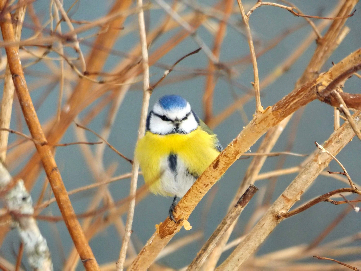 Blaumeise  (Parus caeruleus)