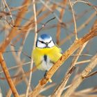 Blaumeise  (Parus caeruleus)