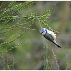 Blaumeise (Parus caeruleus)