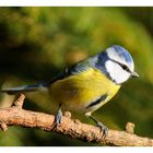 - Blaumeise - . ( Parus caeruleus )