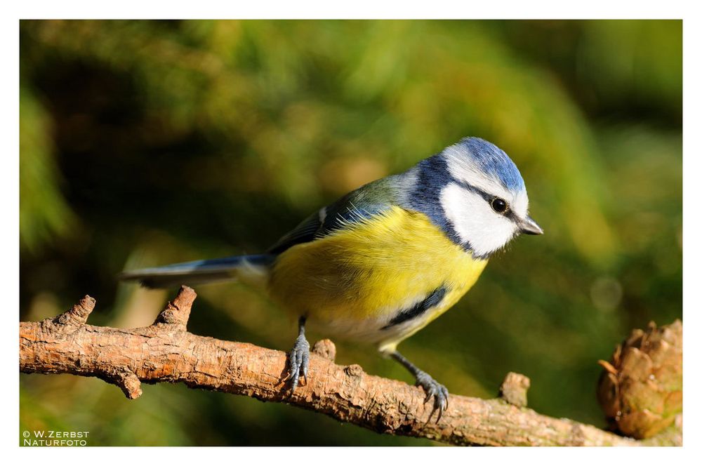 - Blaumeise - . ( Parus caeruleus )