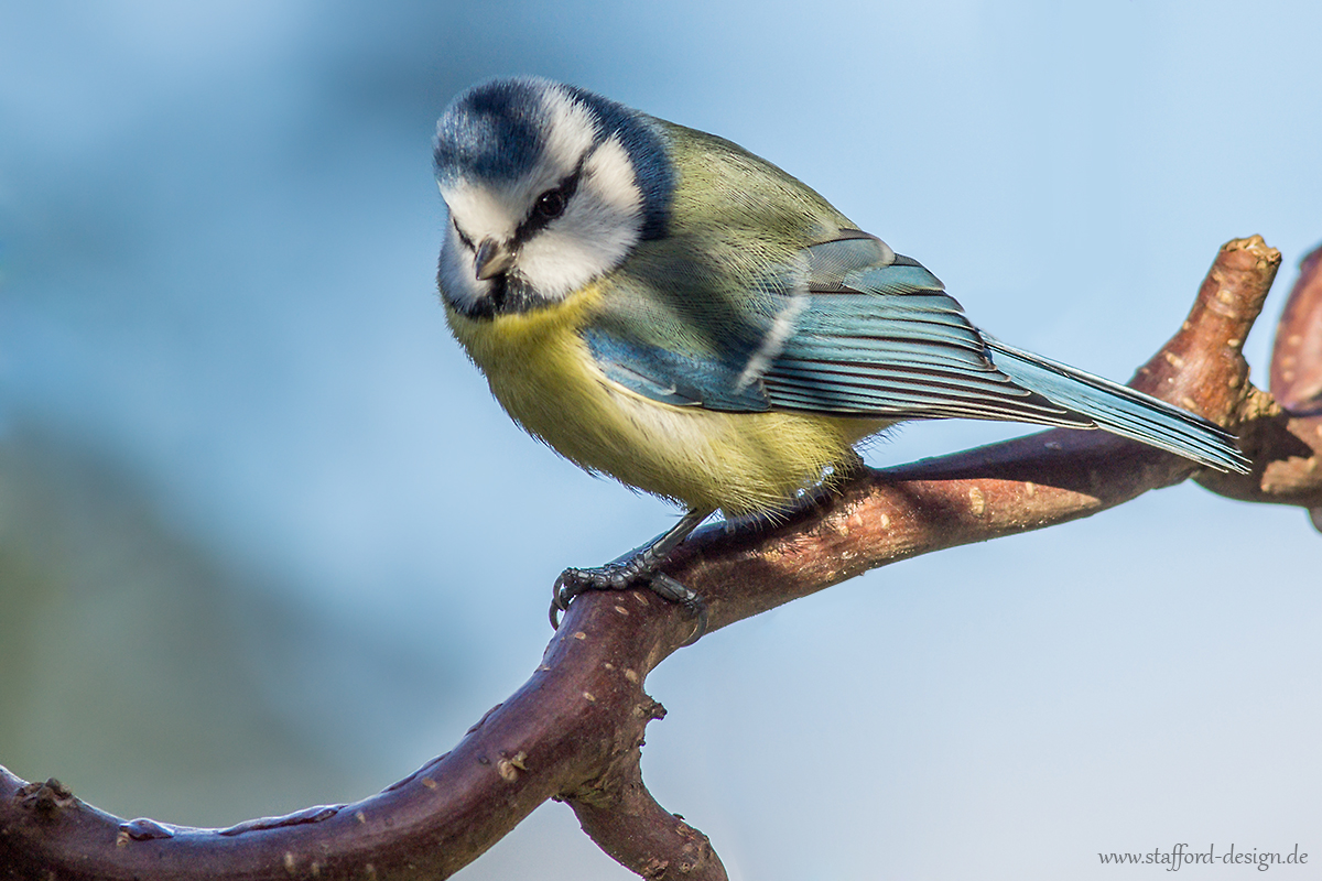 Blaumeise (Párus caerúleus)