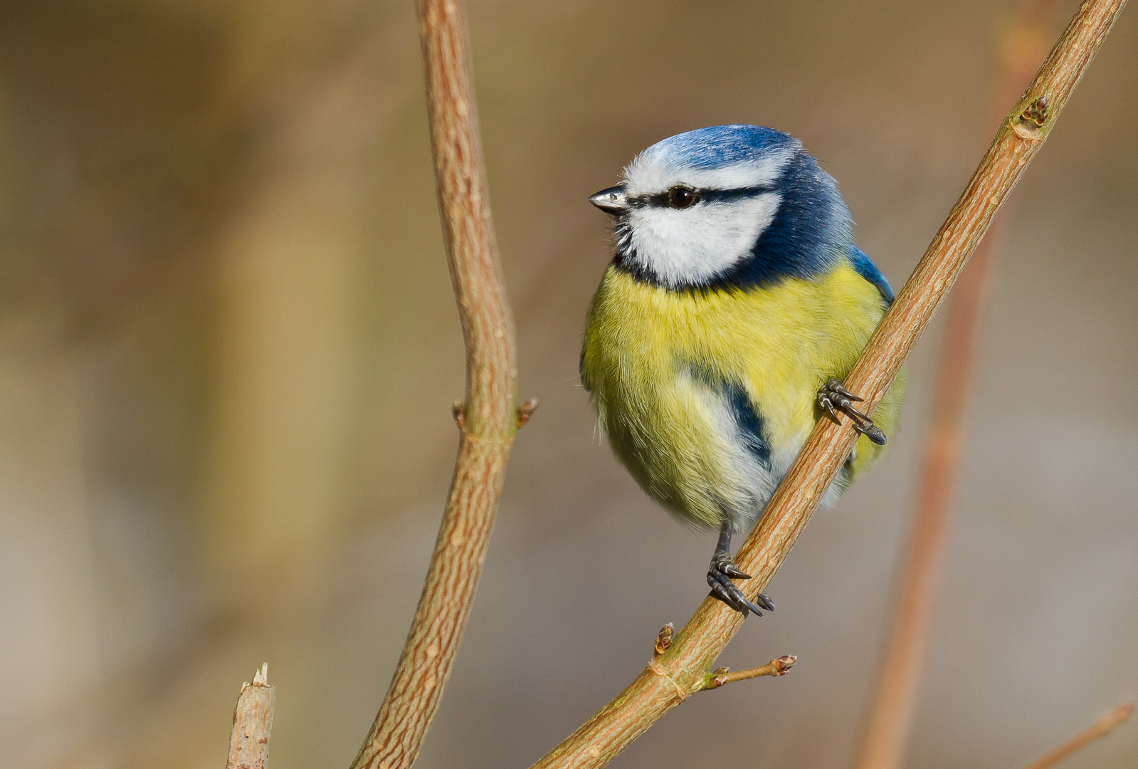 Blaumeise (Parus Caeruleus)