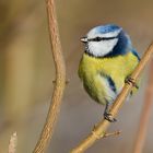 Blaumeise (Parus Caeruleus)