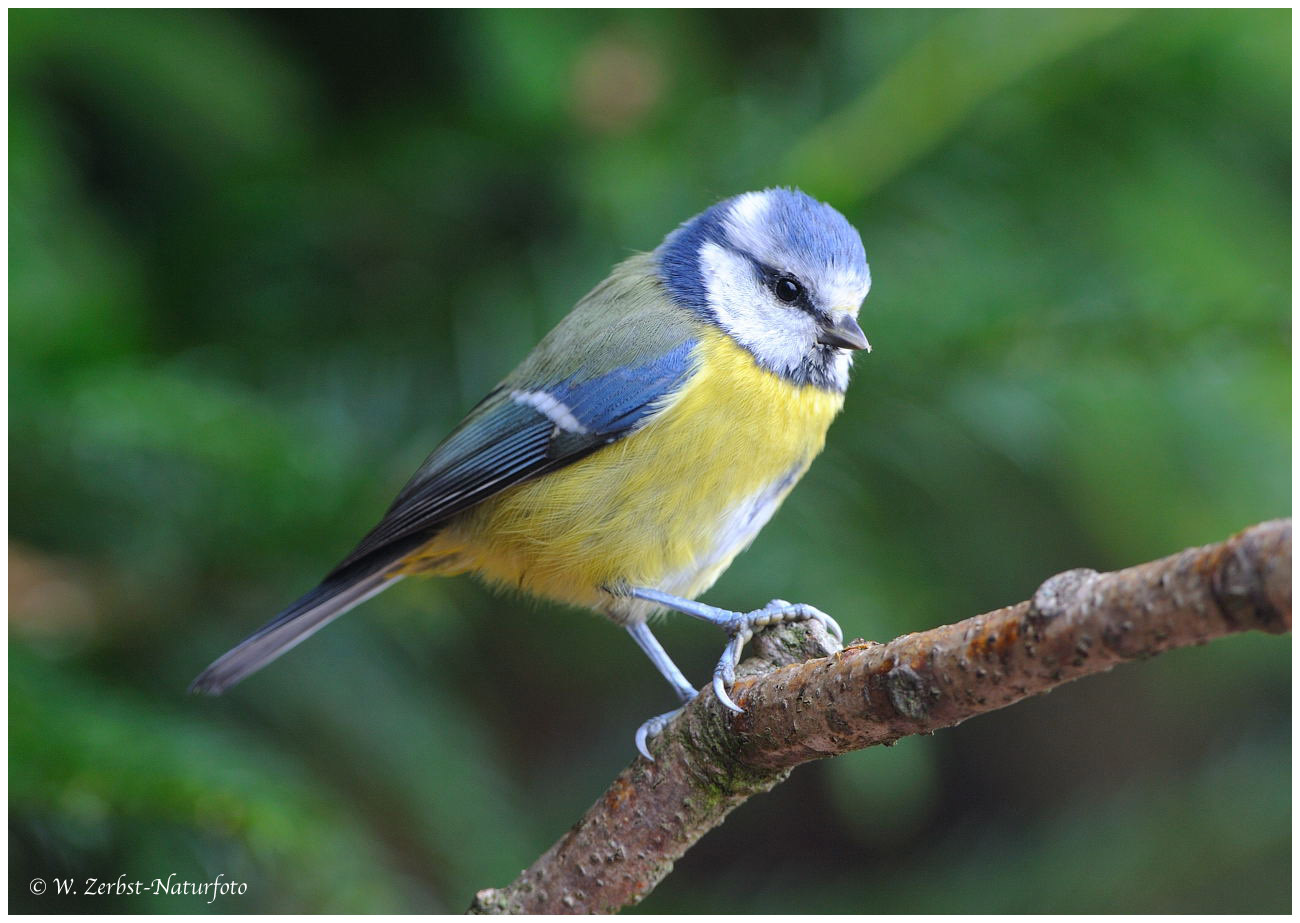 --- Blaumeise --- ( Parus caeruleus )