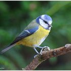 --- Blaumeise --- ( Parus caeruleus )