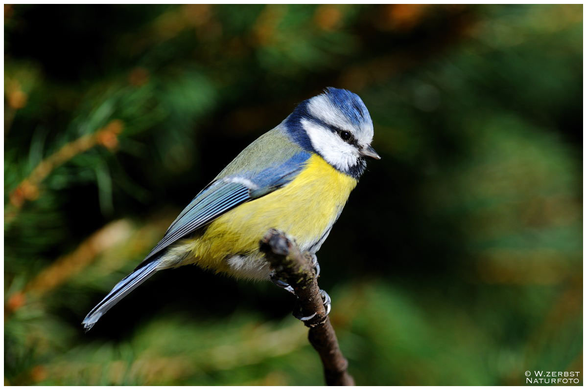 - Blaumeise - ( Parus caeruleus )