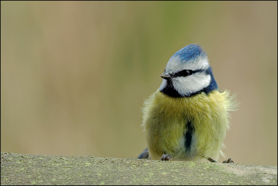 Blaumeise ( Parus caeruleus )