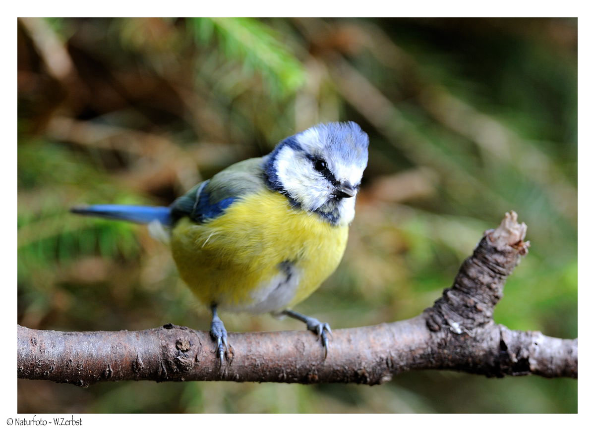 + Blaumeise + ( Parus caeruleus )