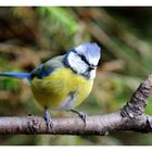 + Blaumeise + ( Parus caeruleus )