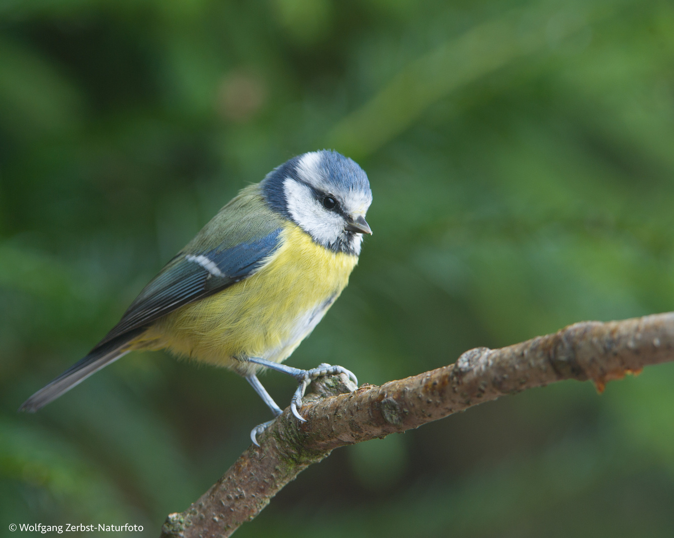 --- Blaumeise ---   ( Parus caeruleus )