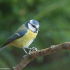 --- Blaumeise ---   ( Parus caeruleus )