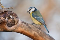 Blaumeise (Parus caeruleus)