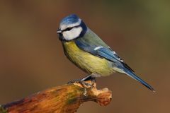 Blaumeise (Parus caeruleus)