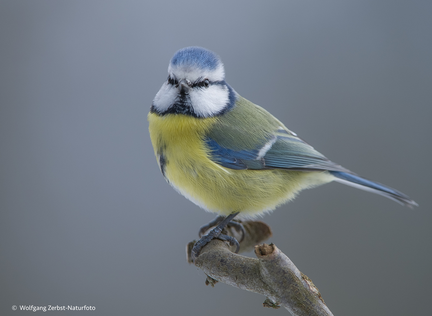  - Blaumeise - Parus caeruleus )