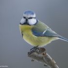  - Blaumeise - Parus caeruleus )