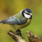 Blaumeise ( Parus caeruleus )