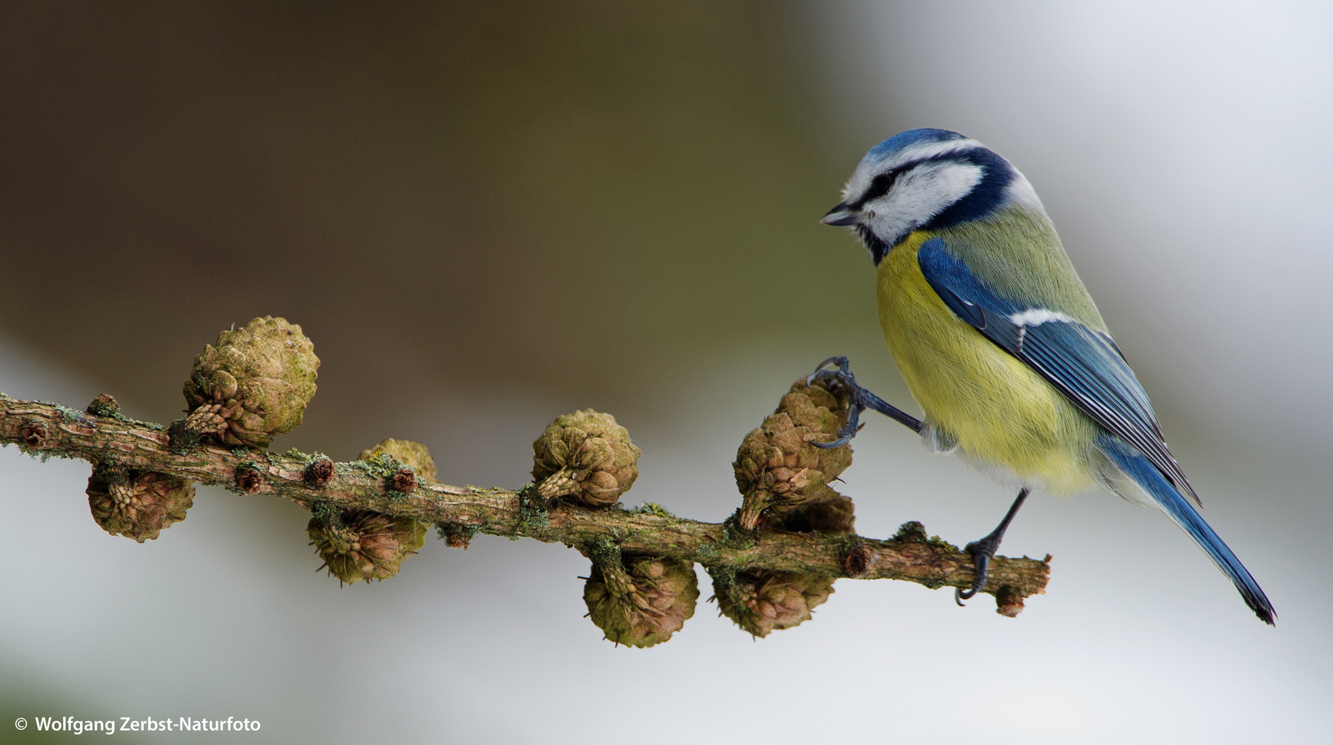 --- Blaumeise ---   ( Parus caeruleus )